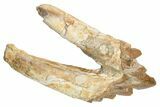 Fossil Primitive Whale (Basilosaur) Premolar Tooth - Morocco #225366-1